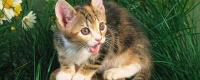 猫咪不喝水的原因,可能水不干净或生病了