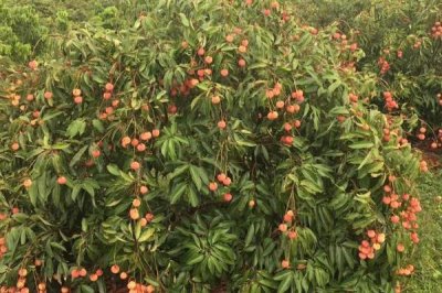 荔枝种植的注意事项,种植时间、密度、温度和水肥都需考虑