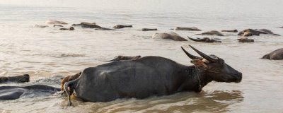 牛羊猪会游泳吗,都天生具有游泳的本领