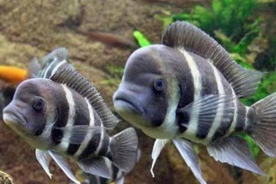 布隆迪六间鱼好不好养,饲养难度并不大