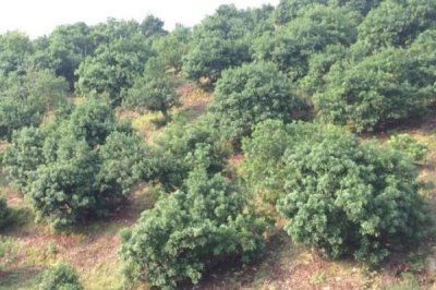 怎么种植杨梅,苗木成活后要剪除主干的顶梢