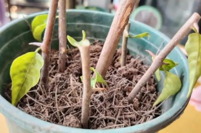 怎么扦插三角梅，剪取健康的枝条插入土壤中