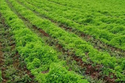 党参要种多久才能收获，一般需要3-5年