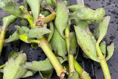 长寿花夏天可以扦插吗，长寿花在夏天可以扦插