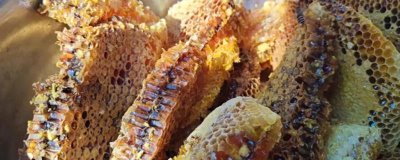 我国主要蜜源植物有哪些,油菜分布最广