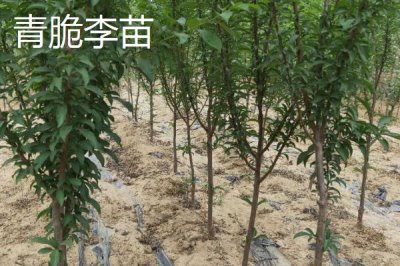 李子树苗有哪些好品种,蜂糖李、青脆李等品种均可选择