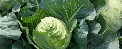 甘蓝的种植方法,夏播甘蓝可选在7月下旬左右