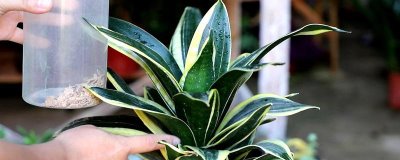 虎皮兰怎么养殖,冬季每隔10天浇一次水