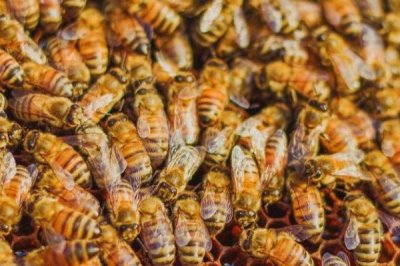 合并蜂群围王怎么办，要及时解救蜂王