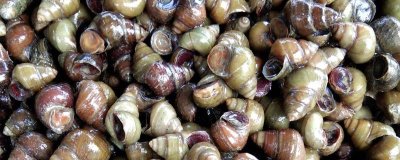 螺蛳是什么动物,是常见的软体动物