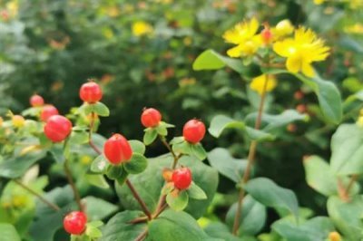 红果金丝桃的花语，寓意娇媚诱惑、迷信等