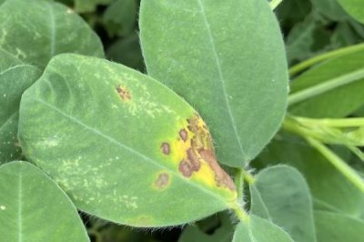 豌豆褐斑病,在温暖、多雨或潮湿条件下发病重