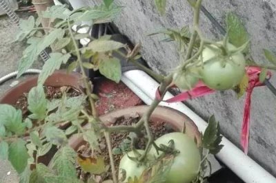 西红柿底部为什么会发黑腐烂,可能发生了晚疫病、褐变型筋腐病、炭疽病等病害