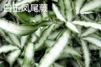 凤尾蕨的种类，种类繁多各具特色