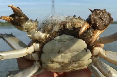 如何挑选蟹黄多的母蟹,鲜活、体重、肚脐饱满的母蟹品质更好