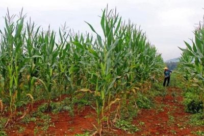 凤田509玉米种简介，中晚熟品种