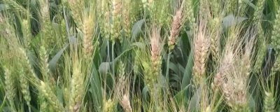 怎么防治小麦全蚀病,与棉花、烟草进行轮作可明显降低发病率