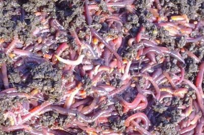 蚯蚓养殖的生长周期,平均为3个月