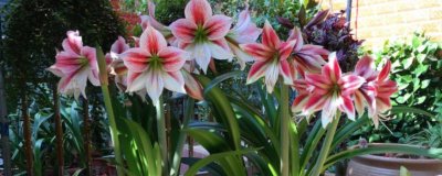 朱顶红好不好养,属于易养花卉品种