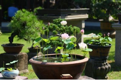哪些花卉不怕晒,包括向日葵、茉莉花、碗莲等品种