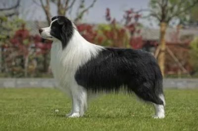 边境牧羊犬臭不臭,一度成为家养宠儿