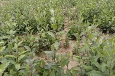 苍术种子的价格，大约在200-250元左右一斤