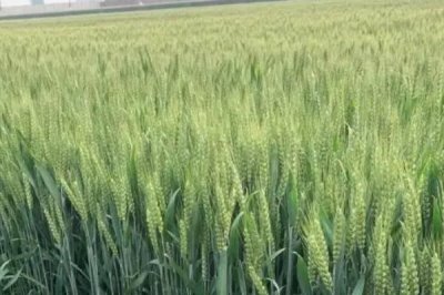 漯麦198小麦品种的特性，每亩适宜基本苗16～20万