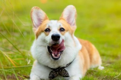 狗狗经常吃鸡肝有何弊端，容易引起肥胖、出现中毒等情况