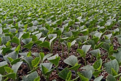 甜瓜育苗的方法,播种前需浸种