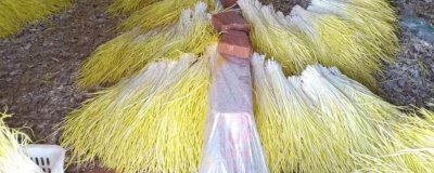 蒜黄的种植方法,播种后要覆盖细沙、再拍实压平