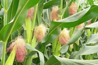 玮玉3号玉米品种简介，适宜播期4月下旬至5月上旬