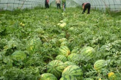 西瓜高产的施肥技巧，不能施含氯的化肥