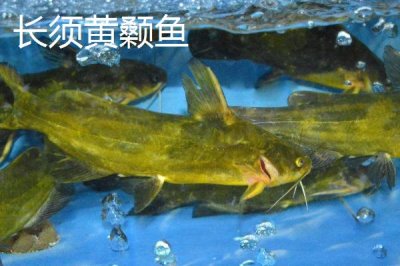 黄颡鱼的价格，零售价多为12-20元左右