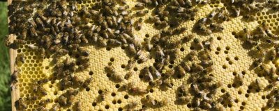 中蜂为什么容易飞逃,蜜源匮乏或病害严重都有可能