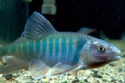 马口鱼的养殖技术,在3-4月份投放鱼苗