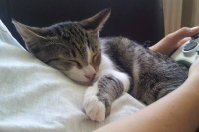 怎样让猫咪粘人，让它从小就开始印记学习