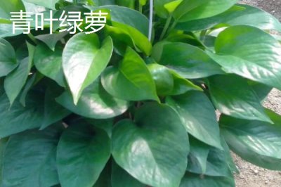 绿萝的品种,包括银星绿萝、霓虹绿萝、斑叶绿萝等种类