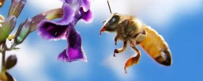 西蜂和中蜂的区别，科属、外观、蜂种等均不同