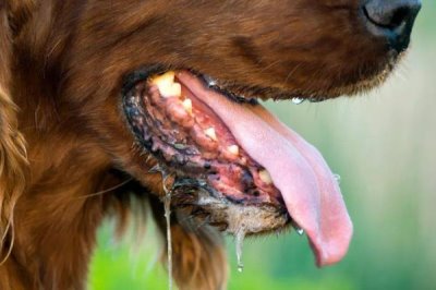 狗狗爱咬东西有哪些原因,可能处在磨牙期