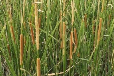 蒲黄的种植方法，以分株繁殖为主