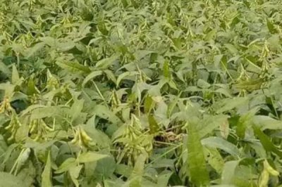 黄豆喜欢什么肥料,通常喜欢氮磷钾肥