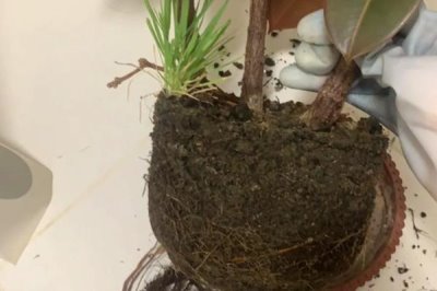 怎么养殖橡皮树，除夏季以外其它季节均可放在光照充足的位置