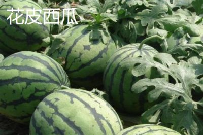 西瓜常见品种介绍,不同品种大小不一