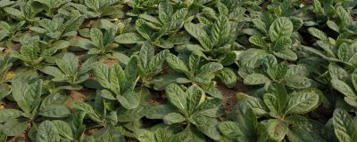 种植地黄的利润,一亩地的收益为5000-7000元左右