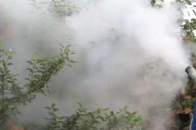 果树春季清园要点,要正确选药并把握喷药时机