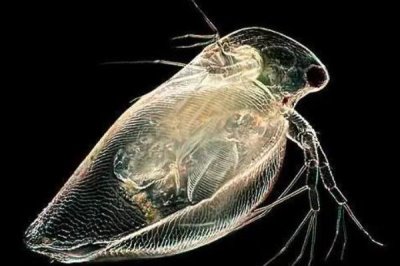 青鱼的养殖技术,培育好饵料之后再开始进行放养