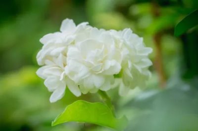 白色茉莉的花语，寓意喜爱之情、纯洁无暇等