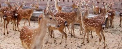 养殖梅花鹿有没有补贴,取决于当地的政策