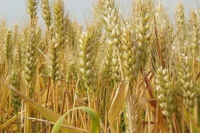 小麦贪青晚熟会不会高产,这种现象会降低小麦产量