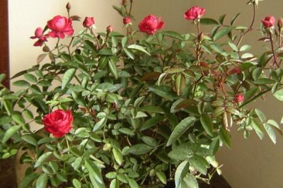 钻石玫瑰的花语是什么,花语是爱情的永恒与珍贵